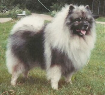 Keestorpets Excellent