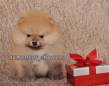 Виссон Европейский Шик Ессон