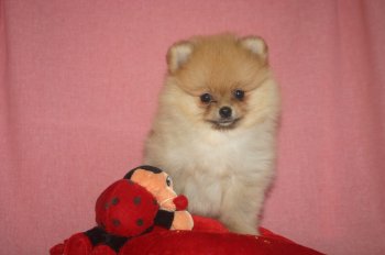 Freda Beatiful