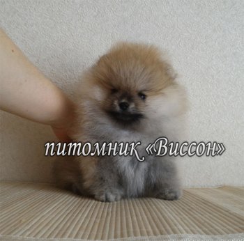 Виссон Единственный И Неповторимый Елор