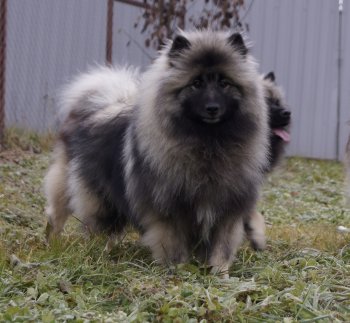 Slada Navakor