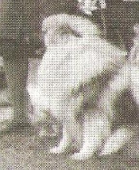 Alkestitan Karter