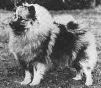 Robinella Of Rhinevale