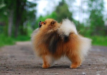 Зигервальд Ес Эден Леасе