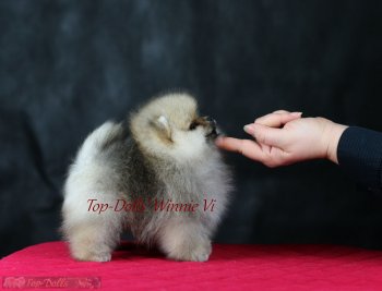 Топ-Доллс Винни Ви