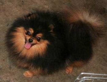 Bavanew's Black And Tan Magic