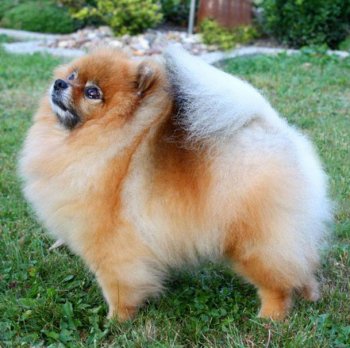 Zofia's Wild Style Of Maja's Pomeranianworld