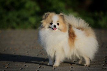 Горький Стайл Одна На Миллион