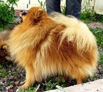 Хаус Маус Из Цветной Капели