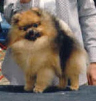 Coble's Traveling Bear