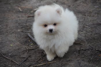 Блеск Снегов Адонис Весенний