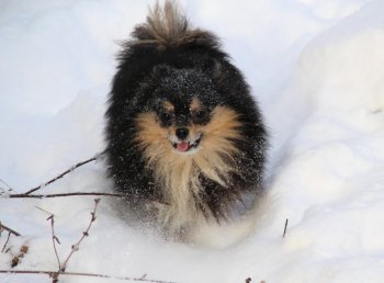 Лукерья Царская Дочь