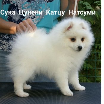 Цунени Катцу  Натсуми